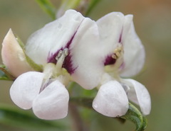 Psoralea spissa