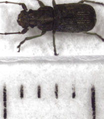 Lawsonia variabilis