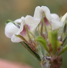 Psoralea spissa