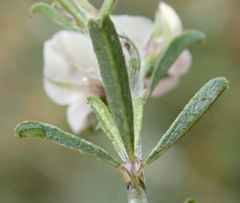 Psoralea spissa