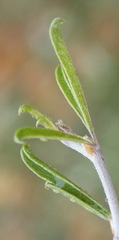 Psoralea spissa