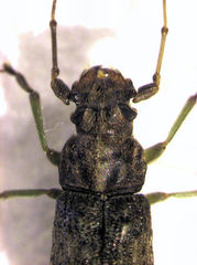 Lawsonia variabilis