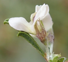 Psoralea spissa