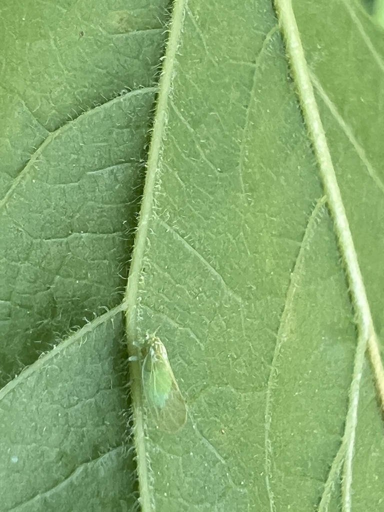 Boxelder Psyllid