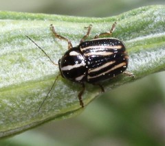 Cryptocephalus amatus