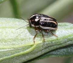 Cryptocephalus amatus