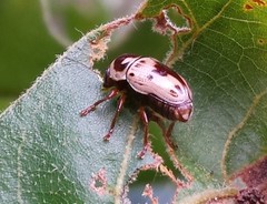 Cryptocephalus mutabilis