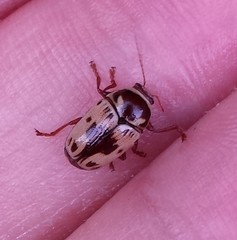 Cryptocephalus mutabilis