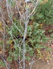 Pelargonium multicaule multicaule