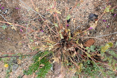 Pelargonium multicaule multicaule