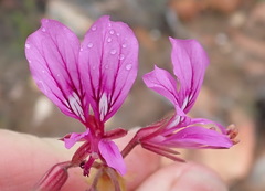 Pelargonium multicaule multicaule