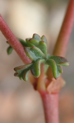 Pelargonium multicaule multicaule
