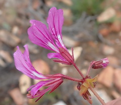 Pelargonium multicaule multicaule