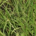 Ehrharta erecta - Photo (c) James Bailey, algunos derechos reservados (CC BY-NC), subido por James Bailey