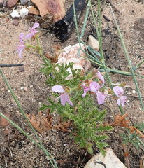 Pelargonium
