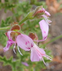 Pelargonium
