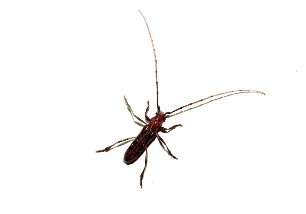 Cupanoscelis