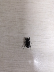 Carabus vietinghoffii