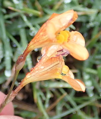 Tritonia securigera