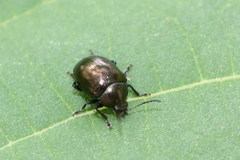 Brachypnoea
