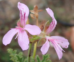 Pelargonium