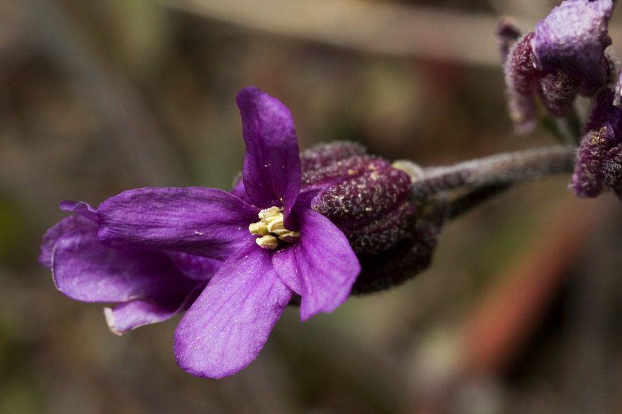 Boechera johnstonii