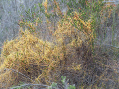 Cuscuta angulata