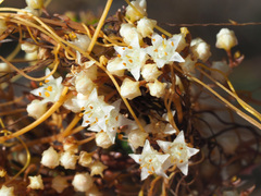 Cuscuta angulata