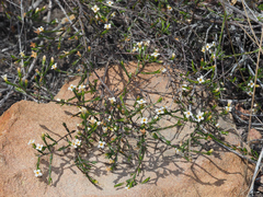 Lachnaea filicaulis