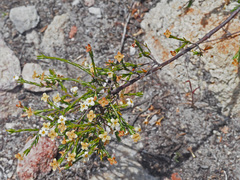 Lachnaea filicaulis