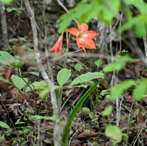 Hippeastrum puniceum