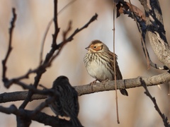 Emberiza pusilla
