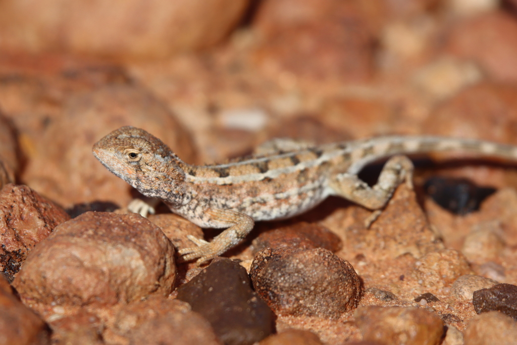 Eyrean Earless Dragon