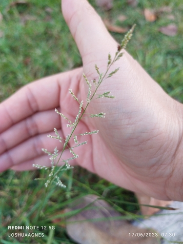 Sporobolus diander iNat (3)