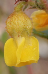 Hermannia decipiens