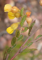 Hermannia decipiens