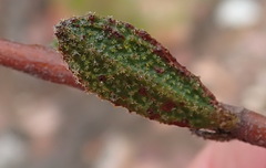 Hermannia decipiens