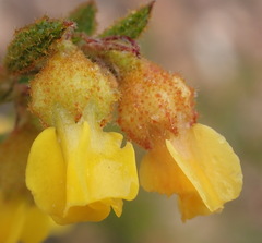 Hermannia decipiens
