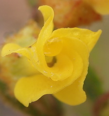 Hermannia decipiens