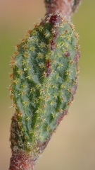 Hermannia decipiens
