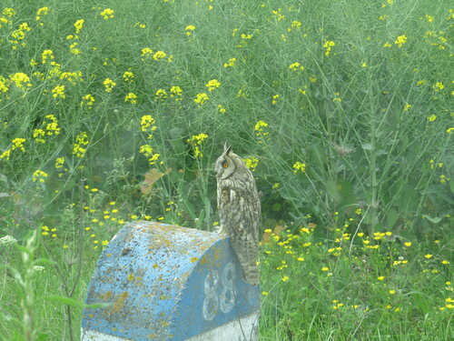 Long-eared Owl