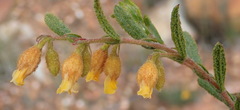Hermannia decipiens