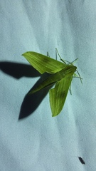 Xylophanes libya