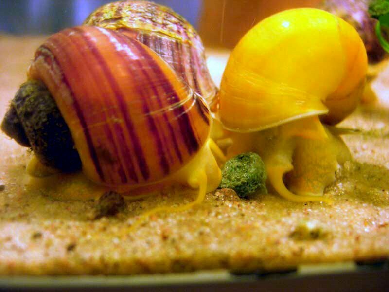Spike-topped applesnail