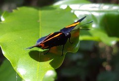 Panara soana