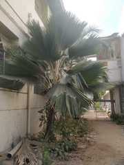 Arecaceae