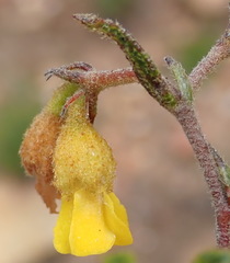 Hermannia decipiens