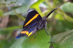 Panara soana