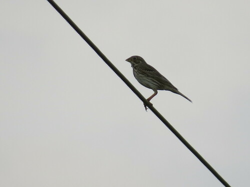 Corn Bunting