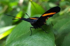 Panara soana